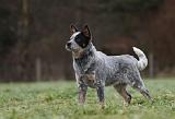 BOUVIER AUSTRALIEN 392